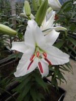 [1820 Sheila MAK 2L No02.JPG]